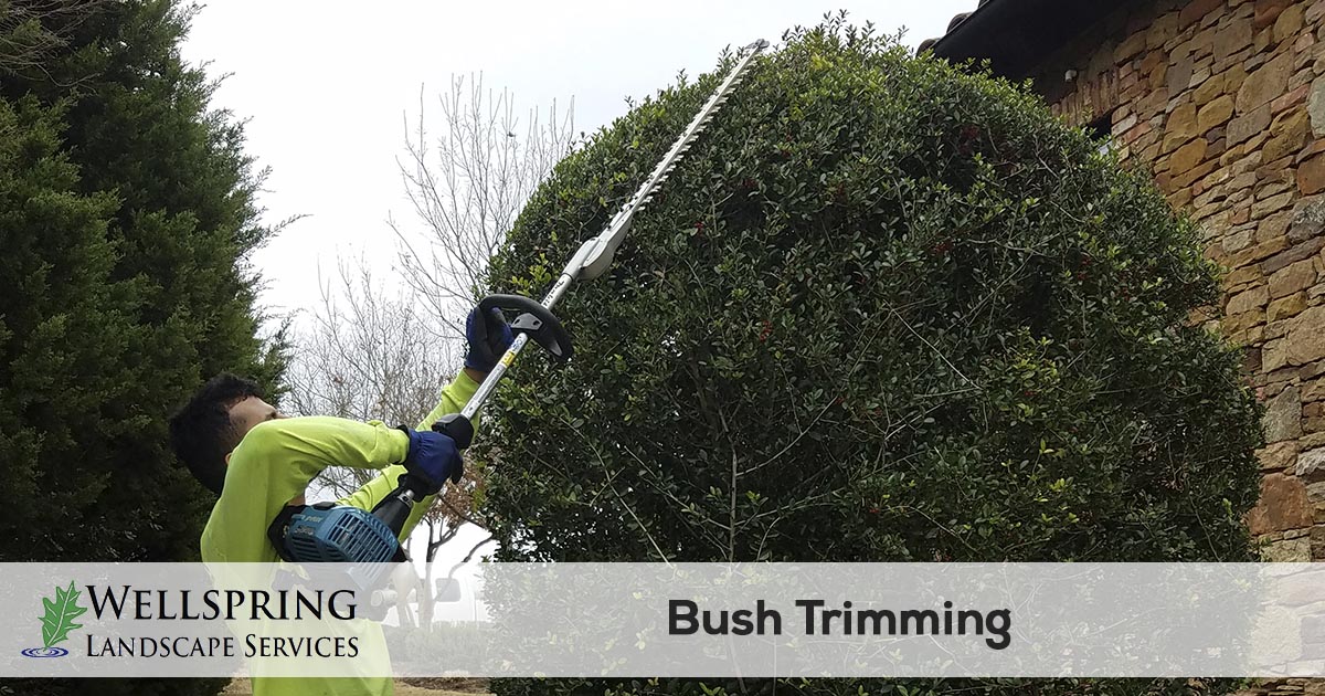 Bush Trimming Service Wellspring Landscape Services